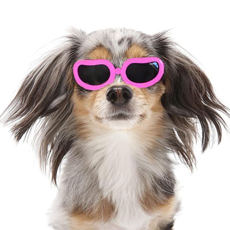 Dog Sunglasses Adjustable Pet Goggles UV Proof for Small Breed Dog - View 8
